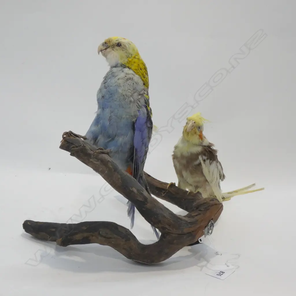TAXIDERMY PHEASANT L.720mm Image 1++
