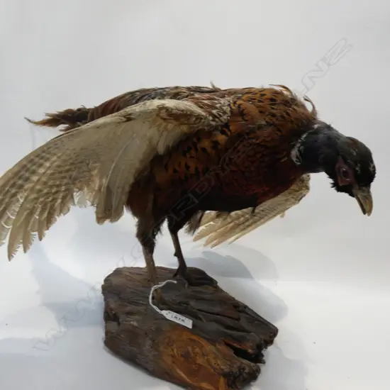 TAXIDERMY PHEASANT L.720mm