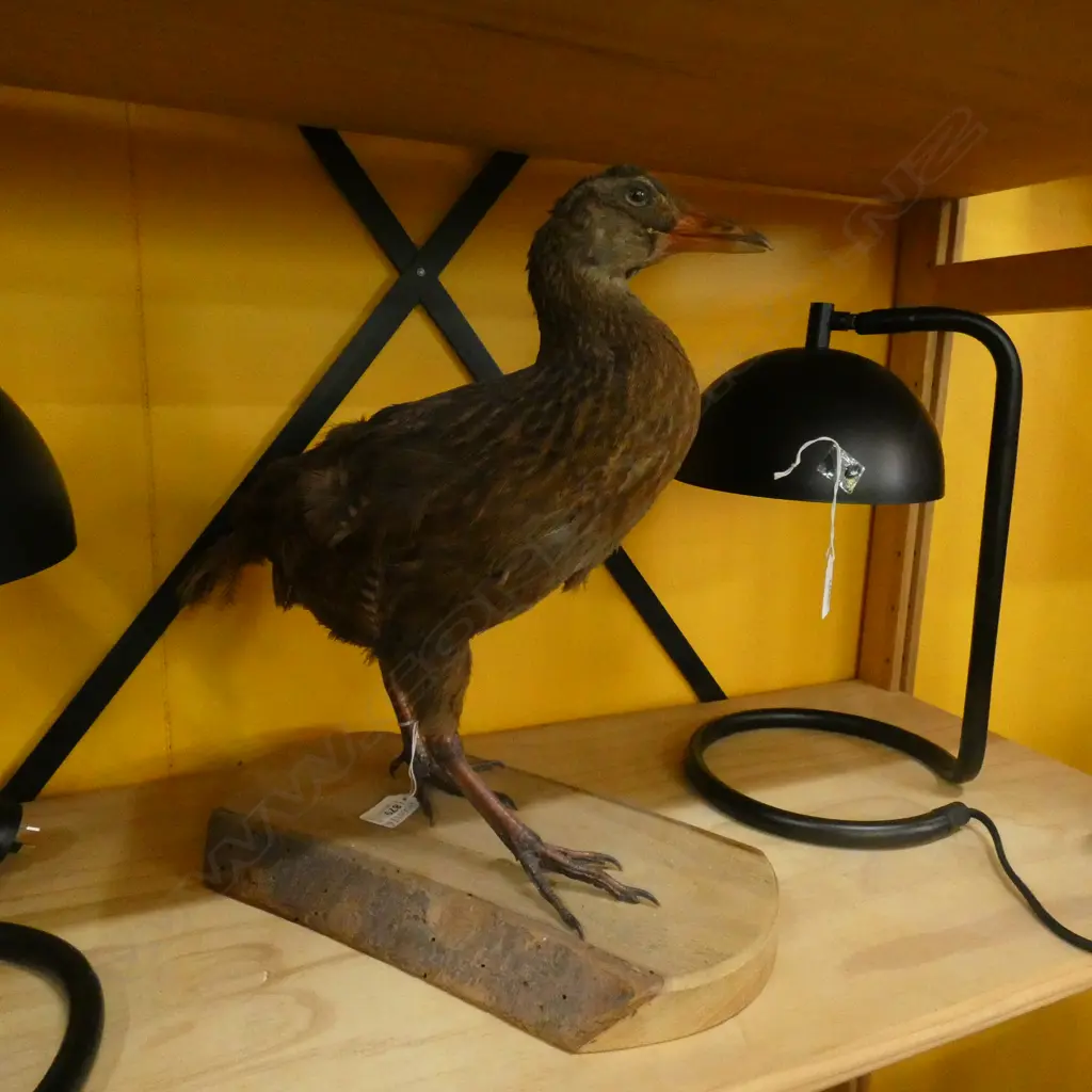 TAXIDERMY BIRD FULL MOUNT H.390mm Image 1++