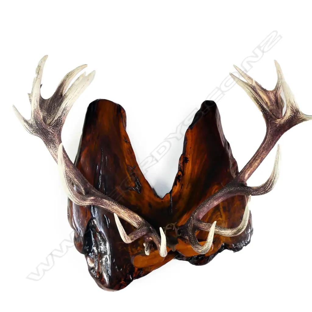 A pair of impressive twenty-three pointer mounted deer antlers Image 1++