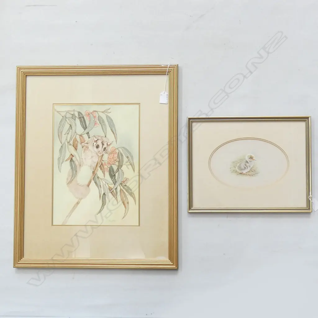 2 WATERCOLOURS; JOSEPHINE A SMITH 'BROLGA CHICK' & N 'O'OLAUGHIN 'GLIDER POSSUM'  360 X 265MM Image 1++