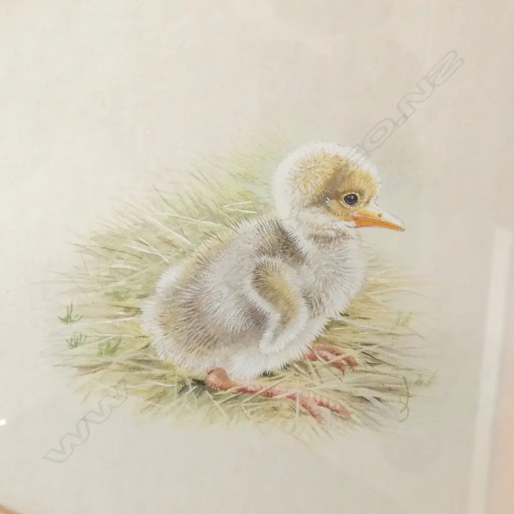 2 WATERCOLOURS; JOSEPHINE A SMITH 'BROLGA CHICK' & N 'O'OLAUGHIN 'GLIDER POSSUM'  360 X 265MM Image 1++