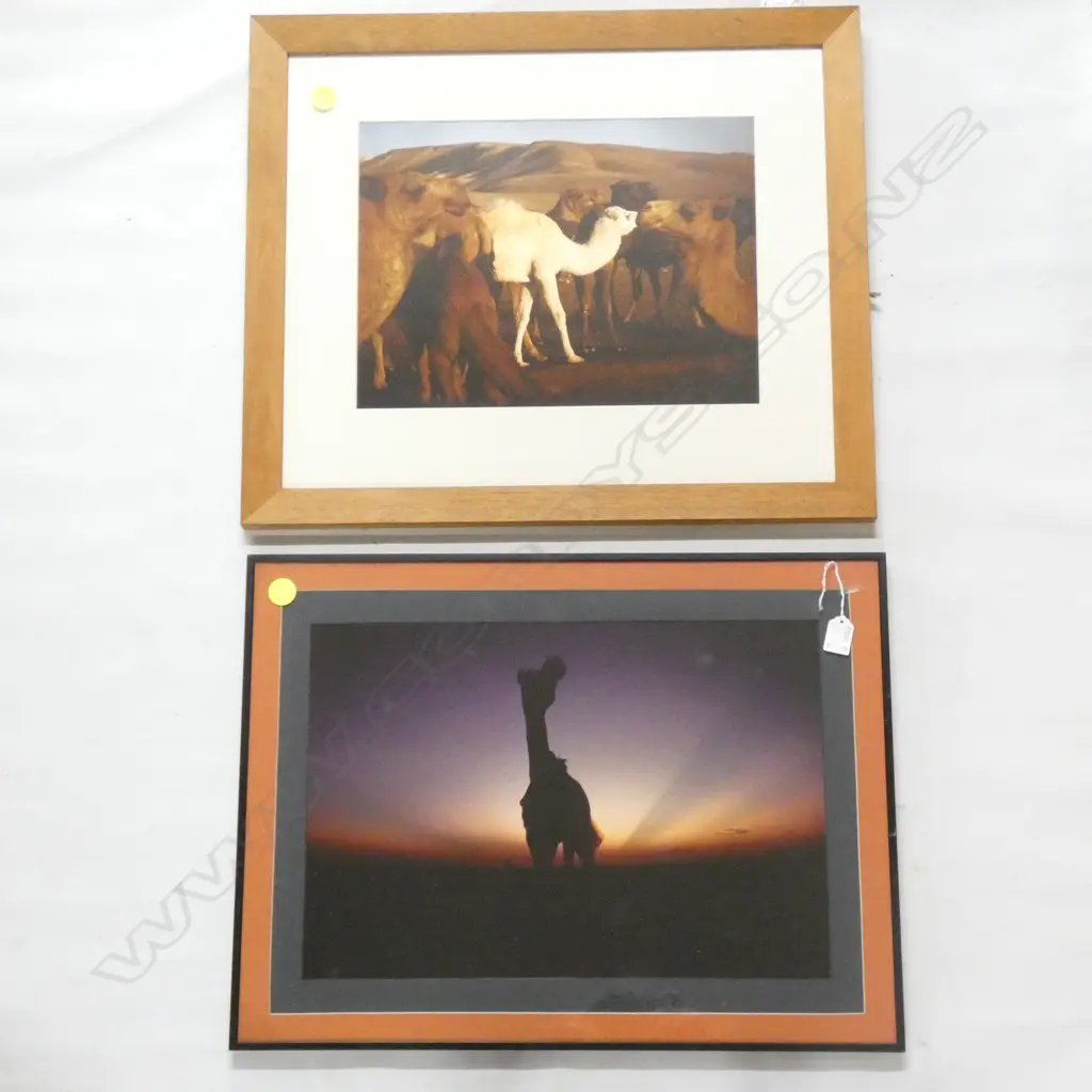 FRAMED PHOTO “MOTI CAMEL 1984", 620mm x 460mm and ANOTHER - BRENDEN ENGLEFIELD ‘6AM THE NEGREV DESERT, ISRAEL 520x615mm Image 1++
