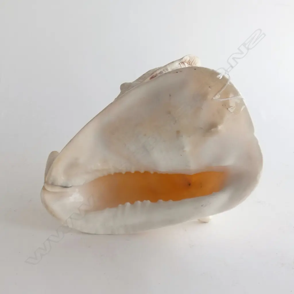 HELMET SHELL L.260mm Image 1++