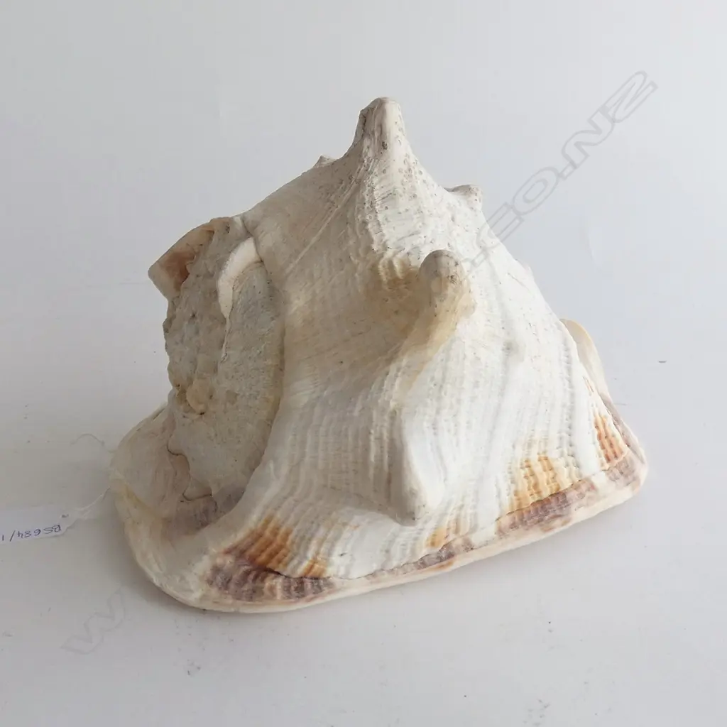 HELMET SHELL L.260mm Image 1++
