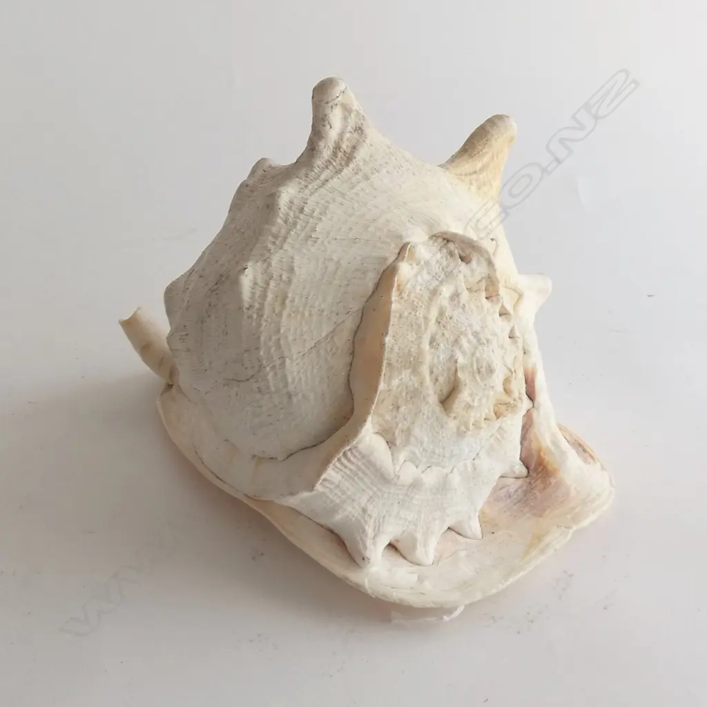 HELMET SHELL L.260mm Image 1++