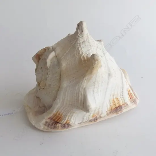 HELMET SHELL L.260mm