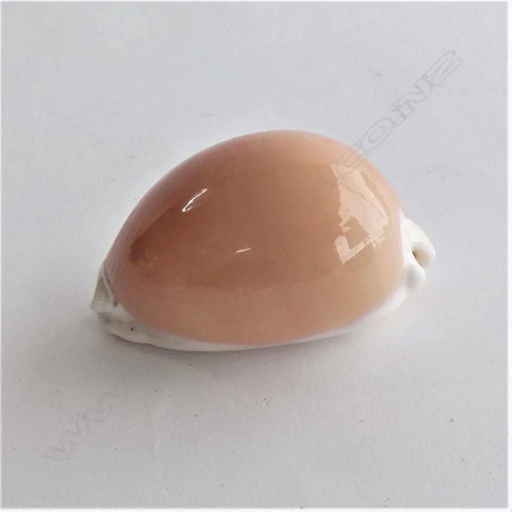 GOLDEN COWIE SHELL L.95mm Image 1++
