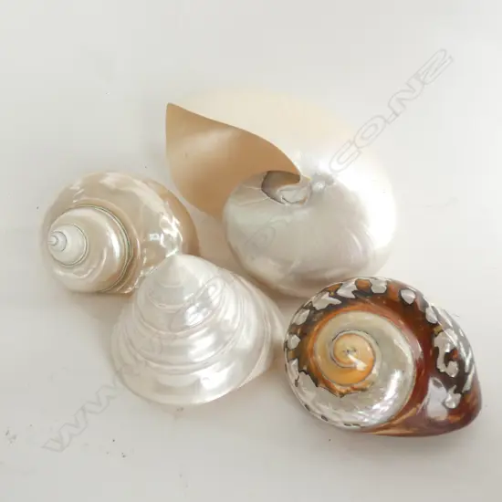4 POLISHED SHELLS; NAUTILUS ETC