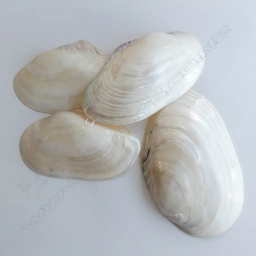 4 PEARLY MUSSEL SHELLS L.310mm Image 1++