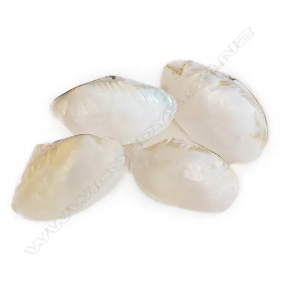 4 PEARLY MUSSEL SHELLS L.310mm
