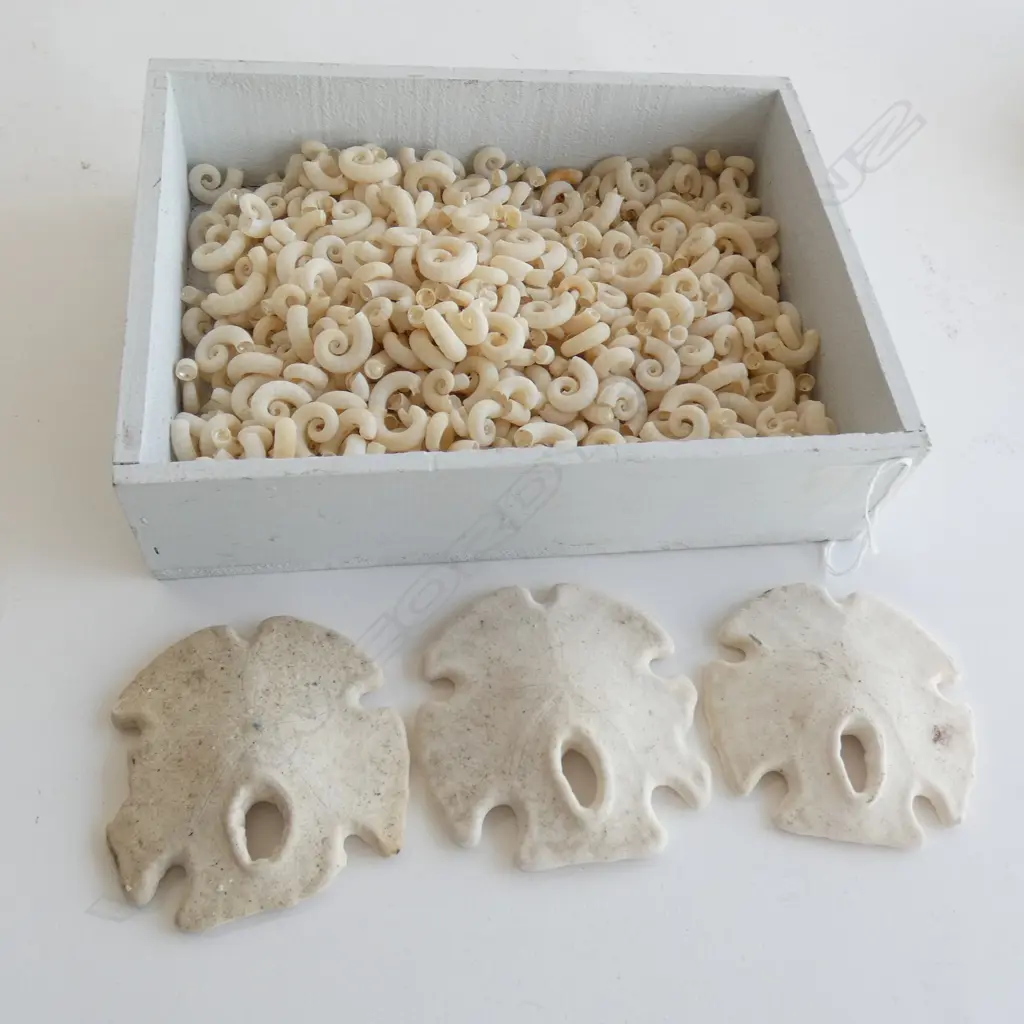 TRAY OF 'RAMSHORN' SPIRULA SHELLS Image 1++