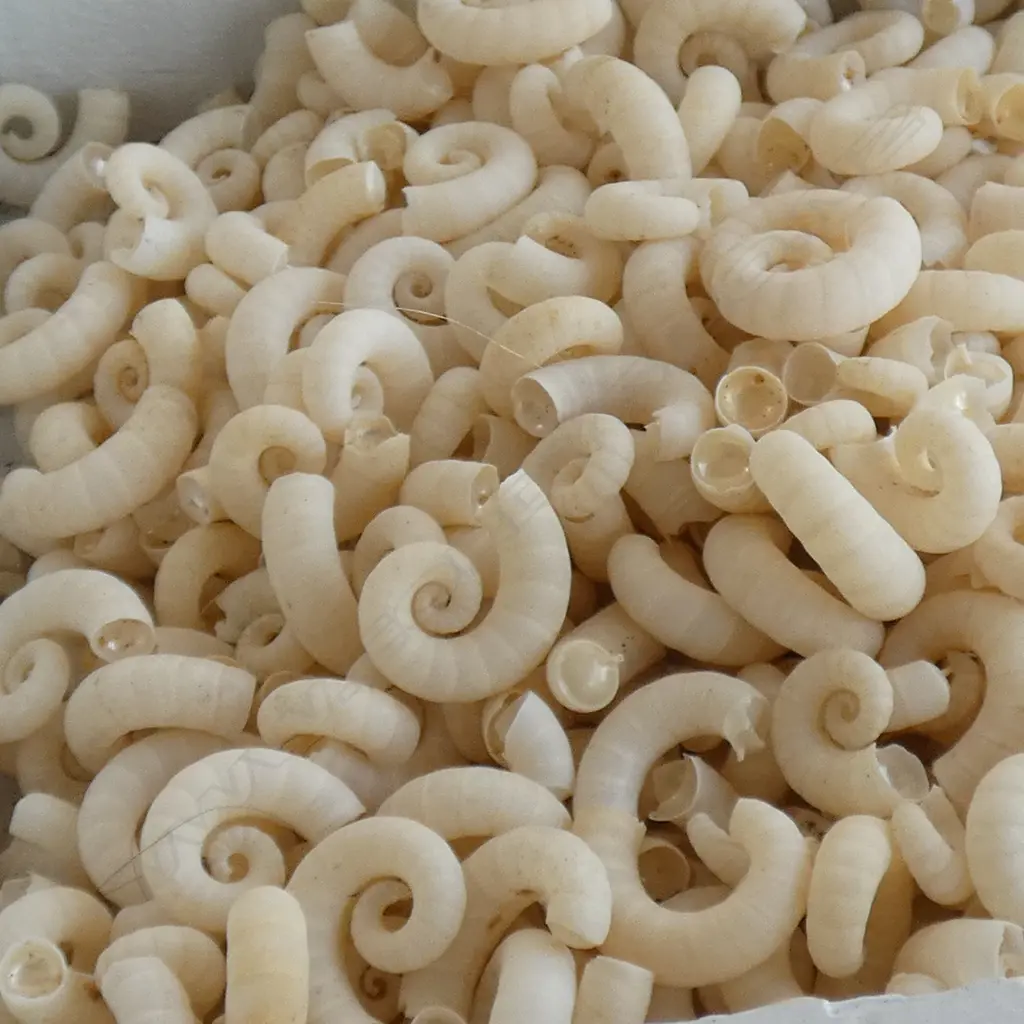 TRAY OF 'RAMSHORN' SPIRULA SHELLS Image 1++