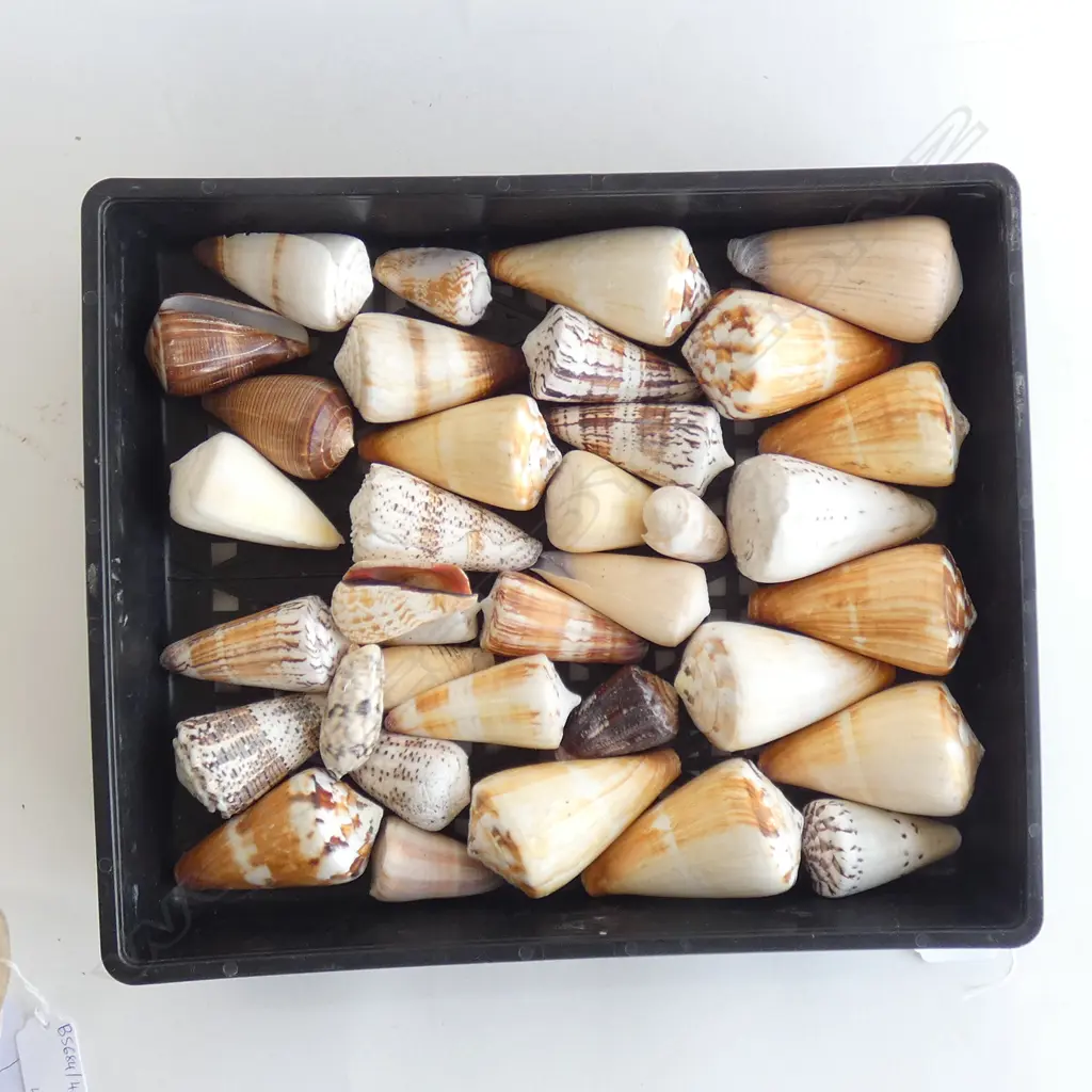 TRAY OF ASST. SHELLS Image 1++