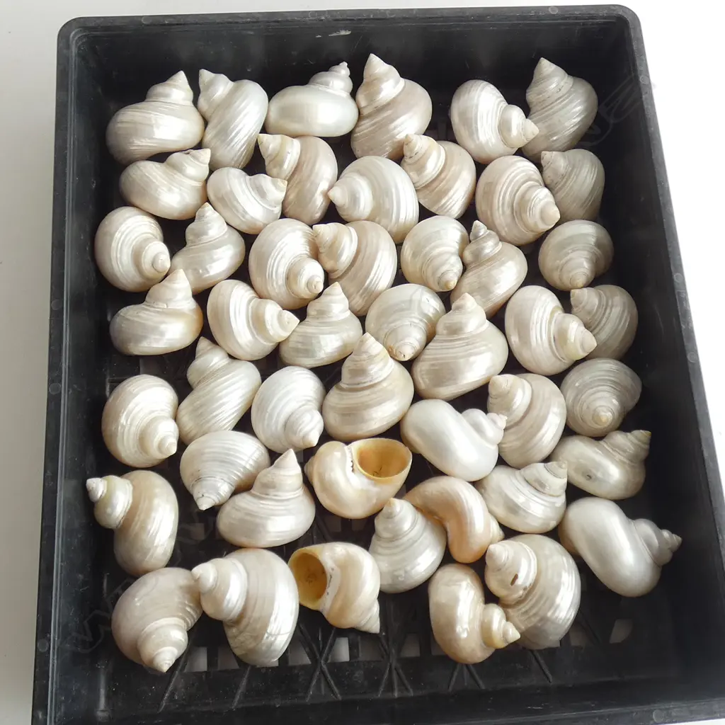TRAY OF SHELLS  Image 1++