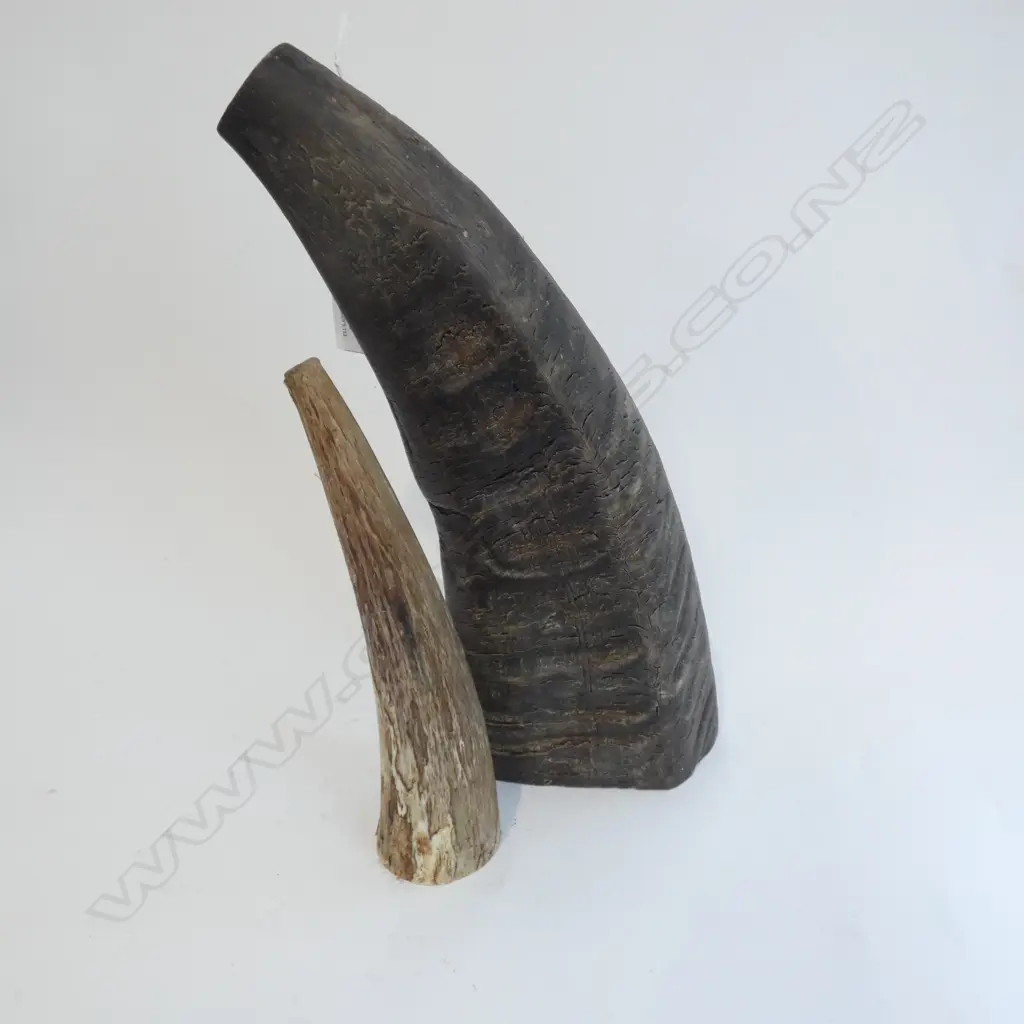 2 BUFFALO HORNS - 1 LG L 360MM & 1 SM 230MM  Image 1++