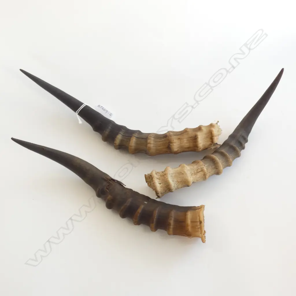 3 ANTELOPE HORNS - LONGEST 350MM  Image 1++
