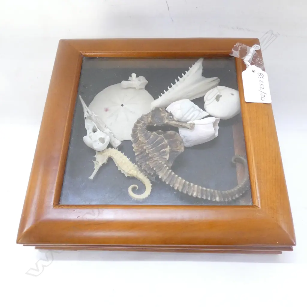 SEA CREATURE SKELETONS & SEAHORSES ETC Image 1++