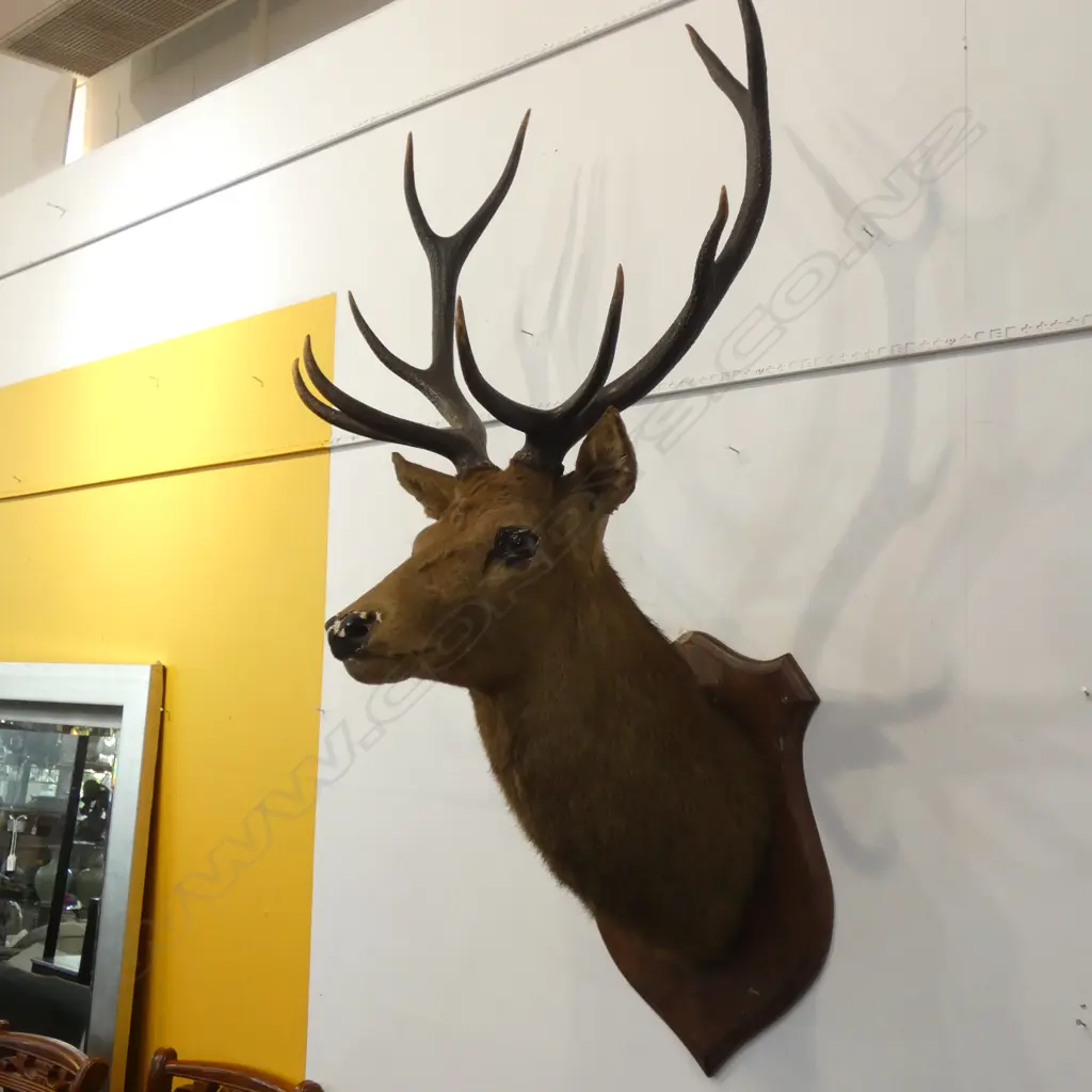 STAG HEAD; 10 POINTER Image 1++