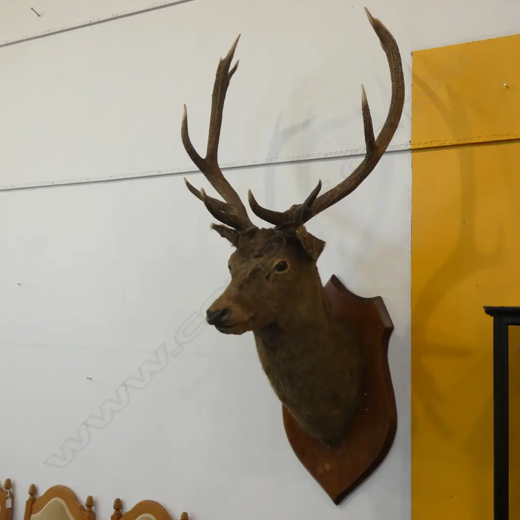 STAG HEAD; 10 POINTER Image 1++