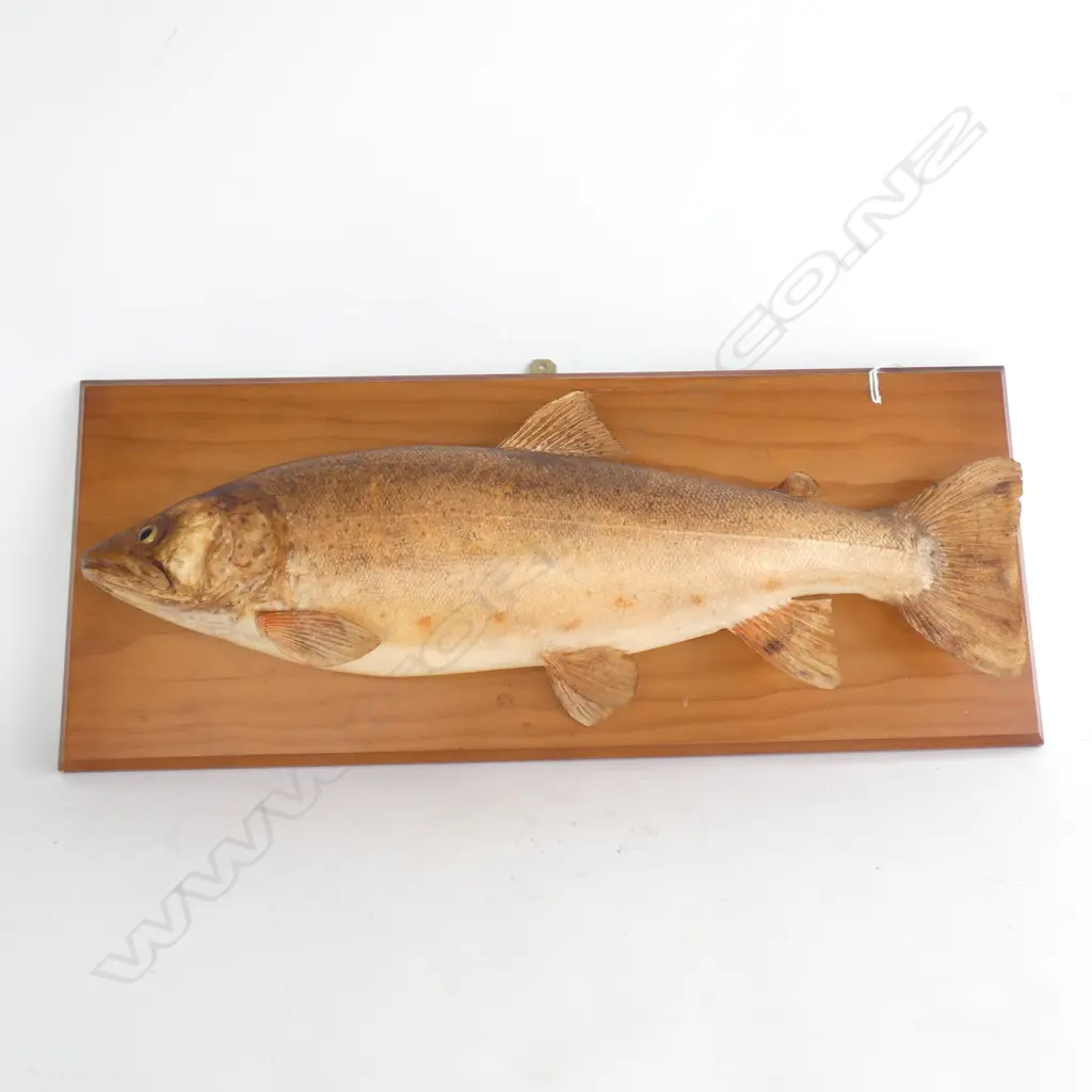 (17778)TAXIDERMY BROWN TROUT L.680mm Image 1++