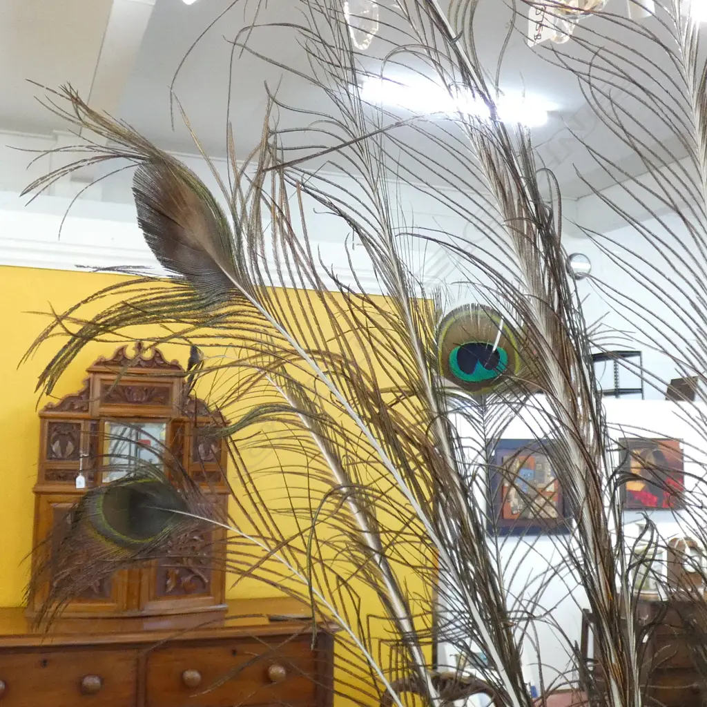 COLLECTION OF LONG PEACOCK FEATHERS Image 1++