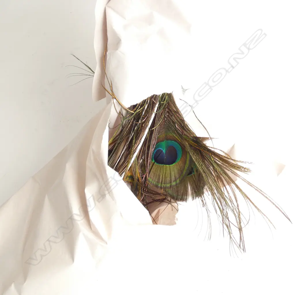 COLLECTION OF LONG PEACOCK FEATHERS Image 1++