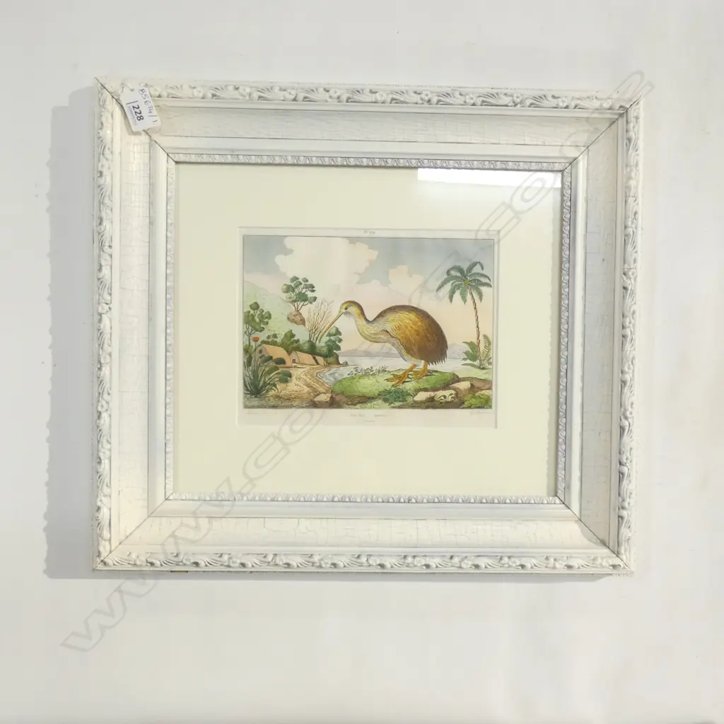 18thC HAND COLOURED FRENCH ENGRAVING OF A KIWI 145 x 210mm Image 1++