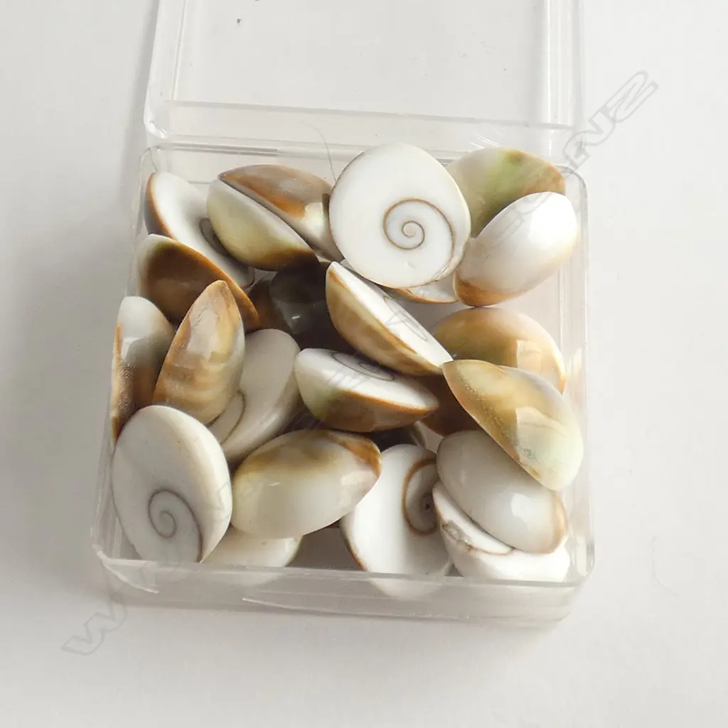 BOX OF VINTAGE SHELLS  Image 1++