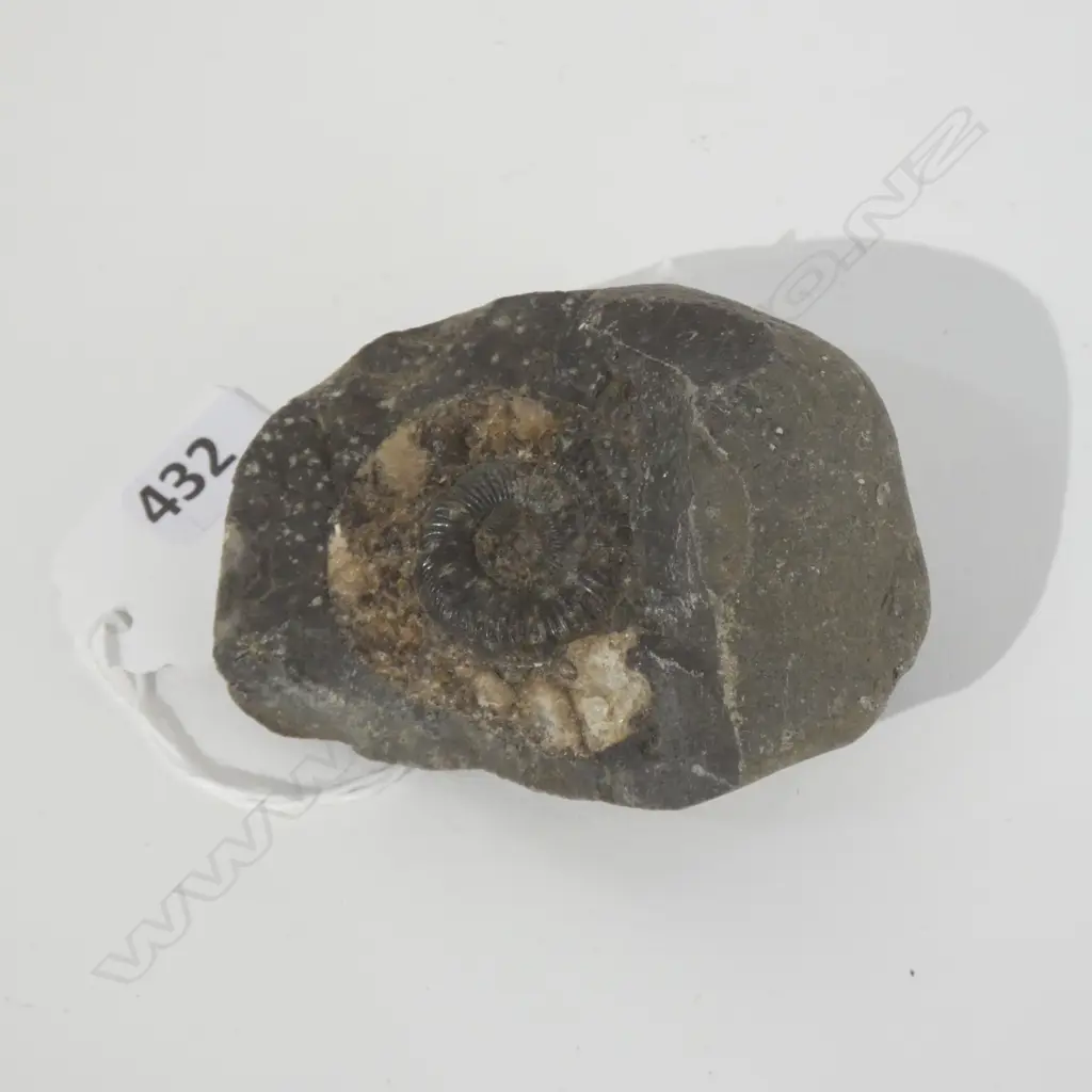 FOSSILISED AMMONITE L 750 MM Image 1++