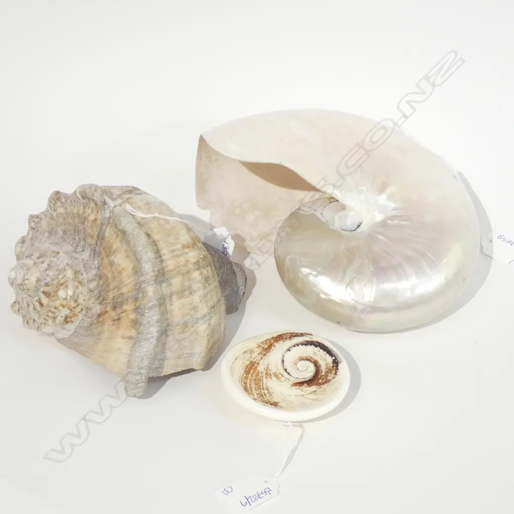 GREEN AUSTRALIAN SHELL/CAPSIOLE + NAUTILUS SHELL A/F L 200 MM Image 1++