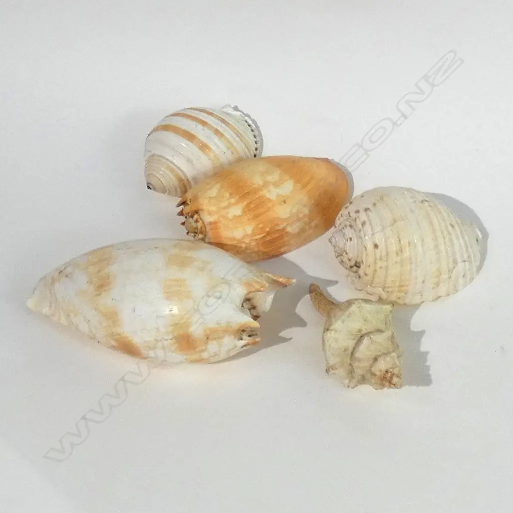 LOT OF EXOTIC PACIFIC SHELLS Image 1++