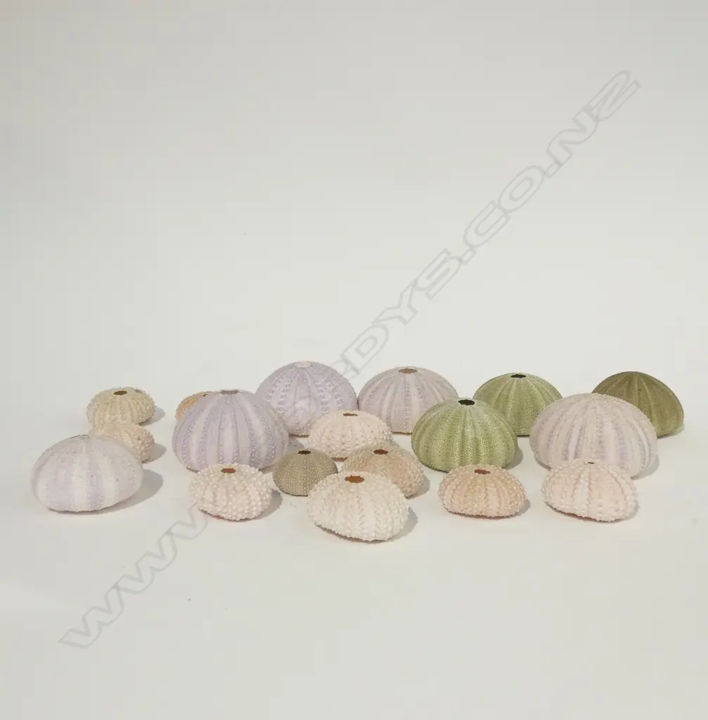 LOT ASST SEA EGGS Image 1++