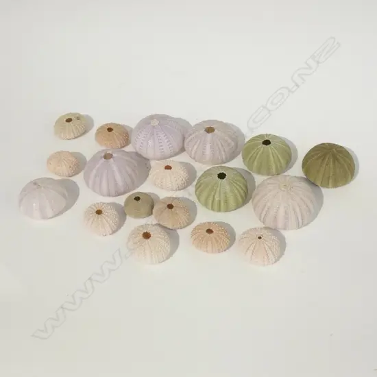 LOT ASST SEA EGGS
