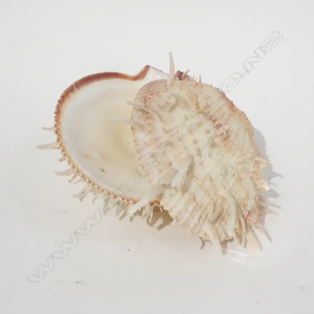 RARE PACIFIC SPINY OYSTER SHELL L140 MM Image 1++