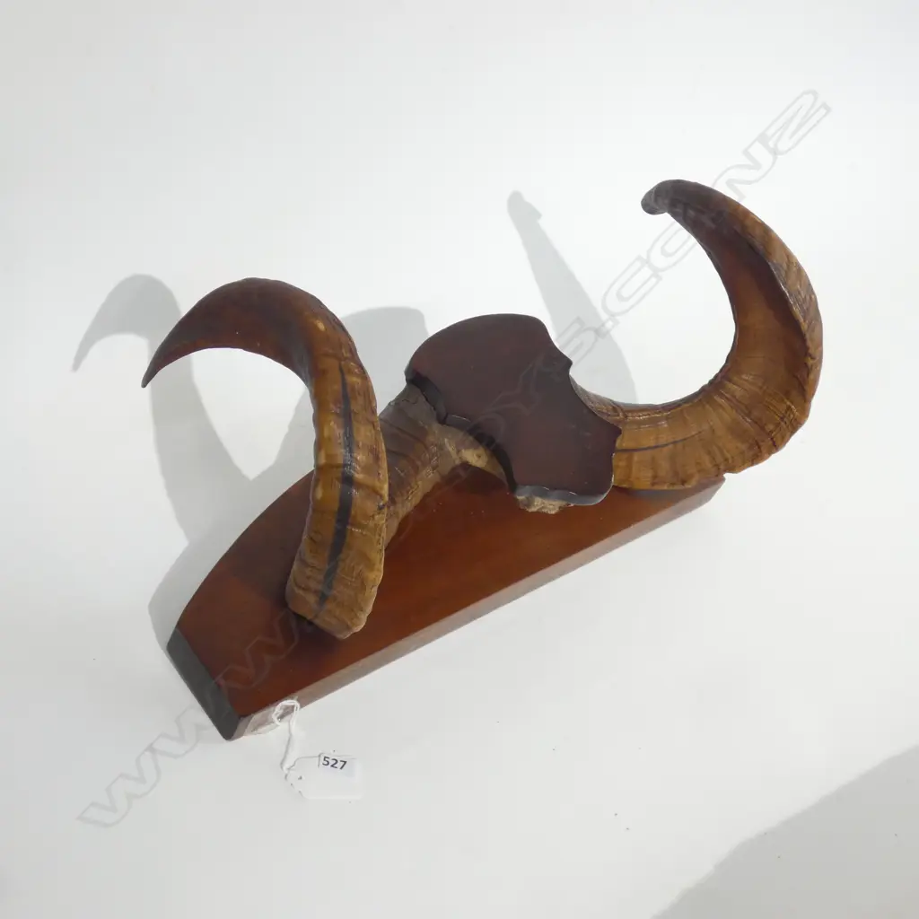 PR RAMS HORNS MOUNTED ON WOODEN BOARD L 390MM Image 1++