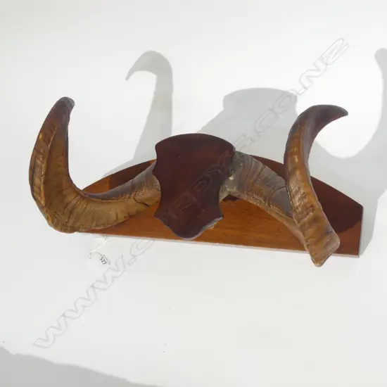 PR RAMS HORNS MOUNTED ON WOODEN BOARD L 390MM