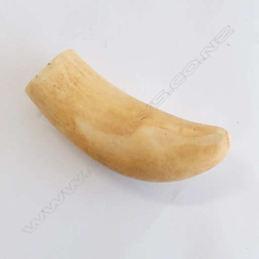 IMPRESSIVE LARGE AND OLD WHALE TOOTH Image 1++