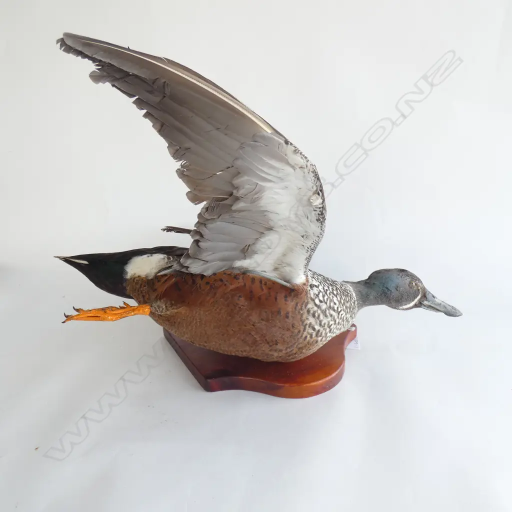 TAXIDERMY DUCK IN FLIGHT MOUNTED ON WOODEN BOARD W 480MM Image 1++