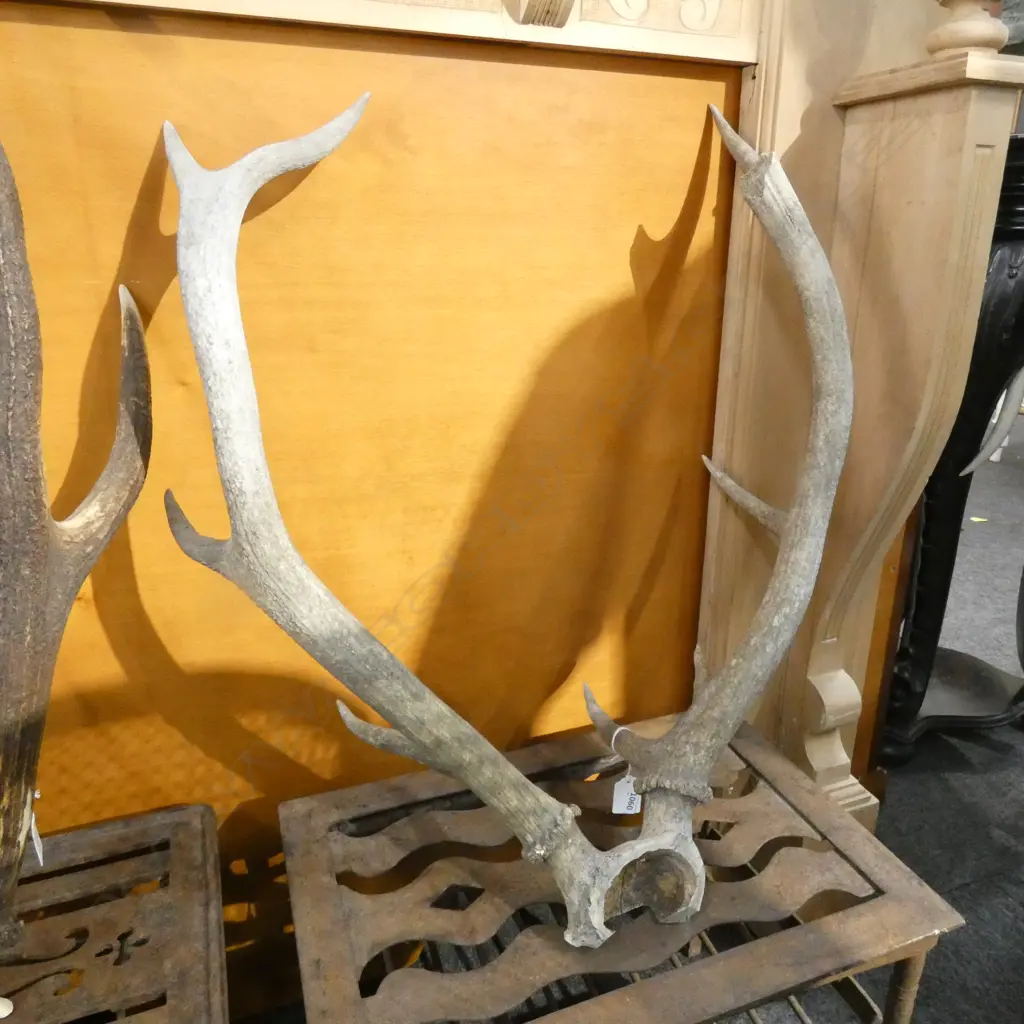 SET OF DEER ANTLERS Image 1++