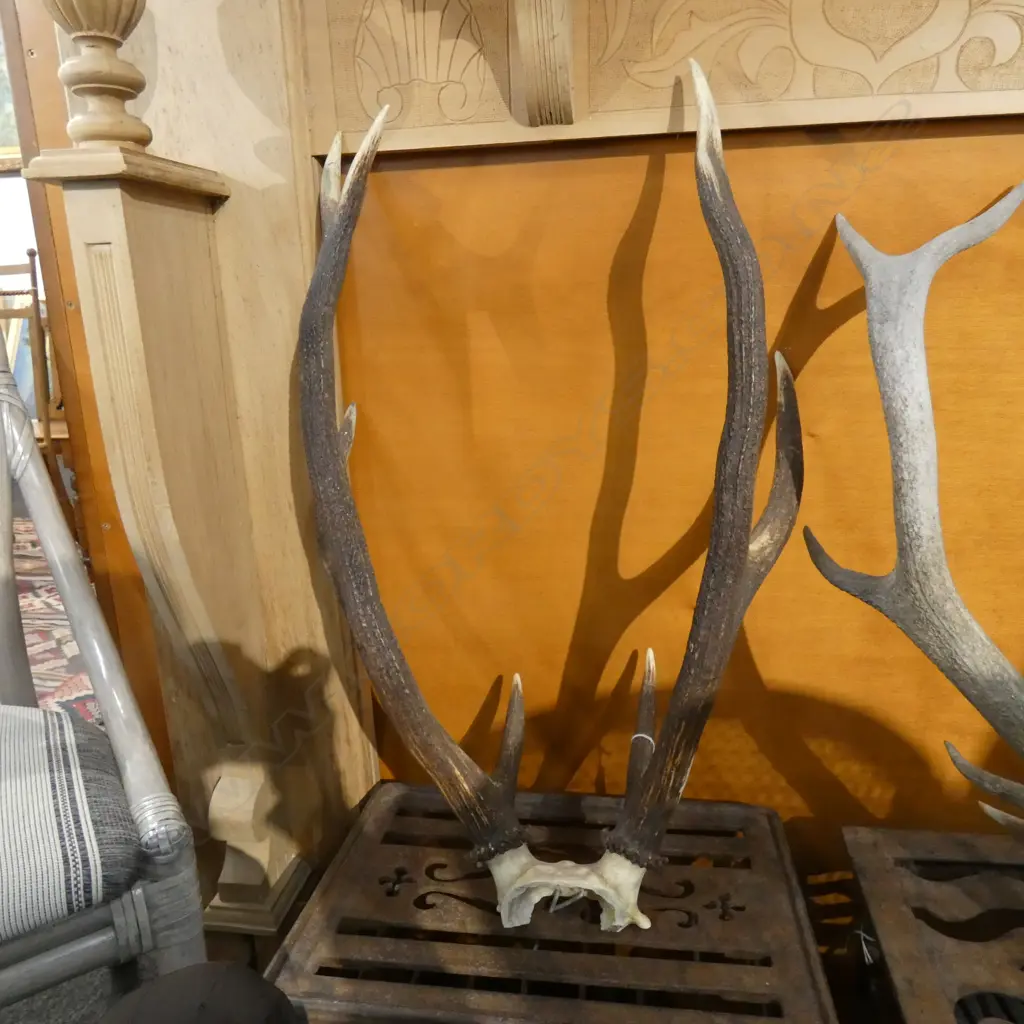 SET OF DEER ANTLERS Image 1++
