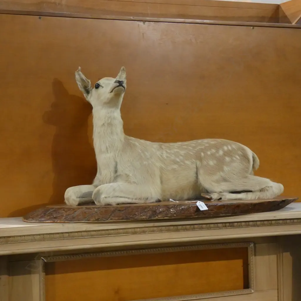 TAXIDERMIED FAWN ON WOODEN BASE Image 1++