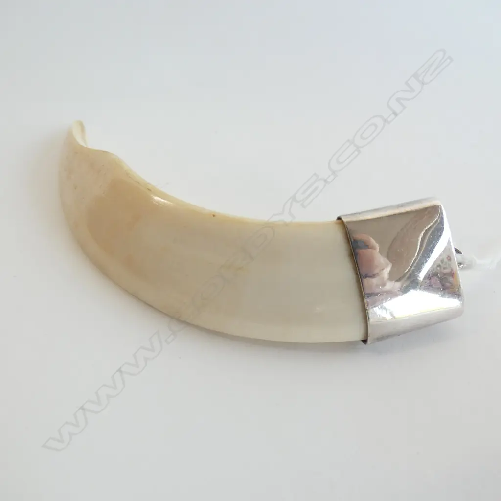 SILVER SET BOAR TOOTH PENDANT L 105MM Image 1++