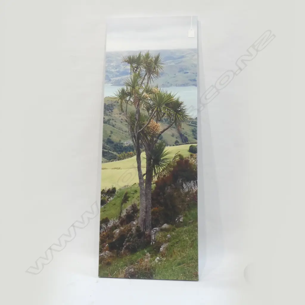 PRINT ON CANVAS 'CABBAGE TREE AKAROA' BY BILL IRWIN - WITH CERTIFICATE 1000 X 365MM Image 1++