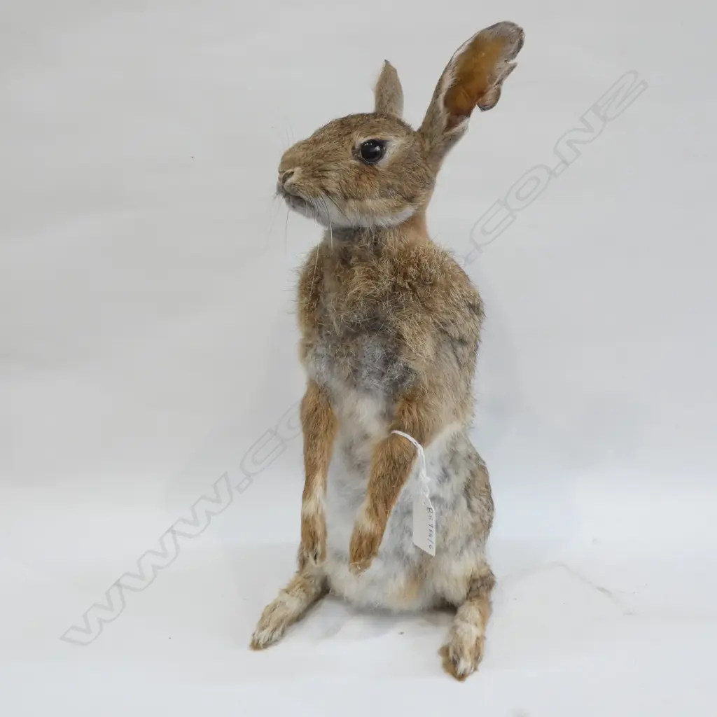 TAXIDERMY BUNNY RABBIT H.390mm Image 1++
