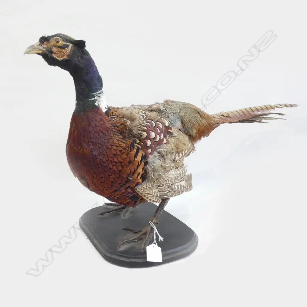 TAXIDERMY PHEASANT L.670mm Image 1++