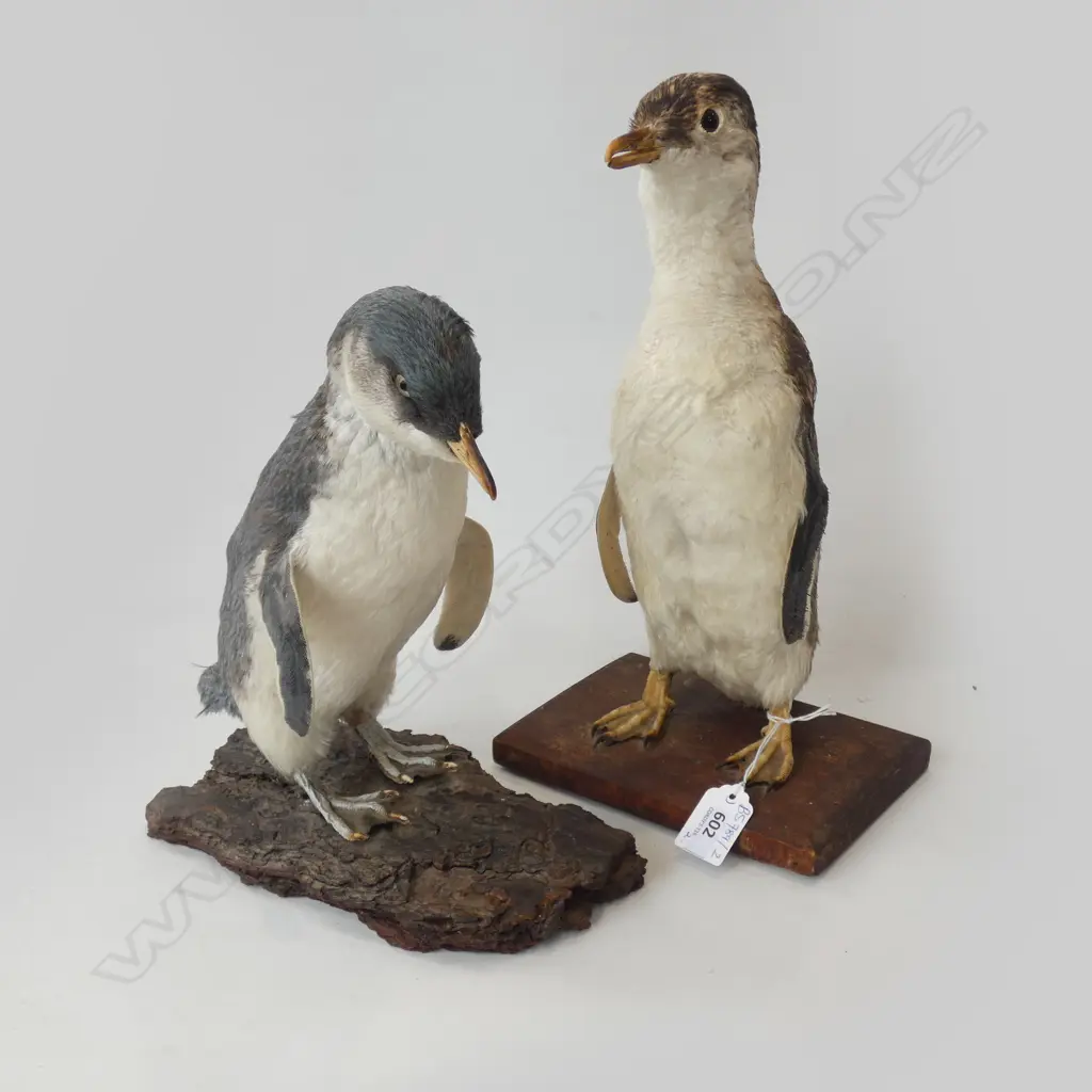2 TAXIDERMY PENGUINS H.320mm Image 1++