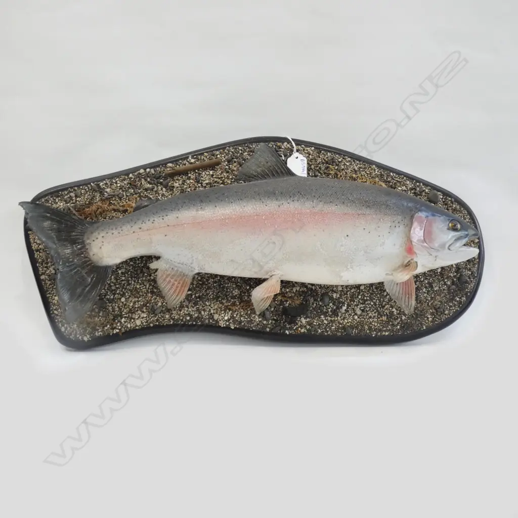 TAXIDERMY MOUNTED TROUT L.560mm Image 1++