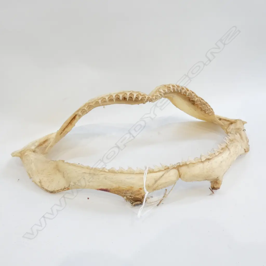 PAIR OF SHARK JAWS W 340 MM Image 1++