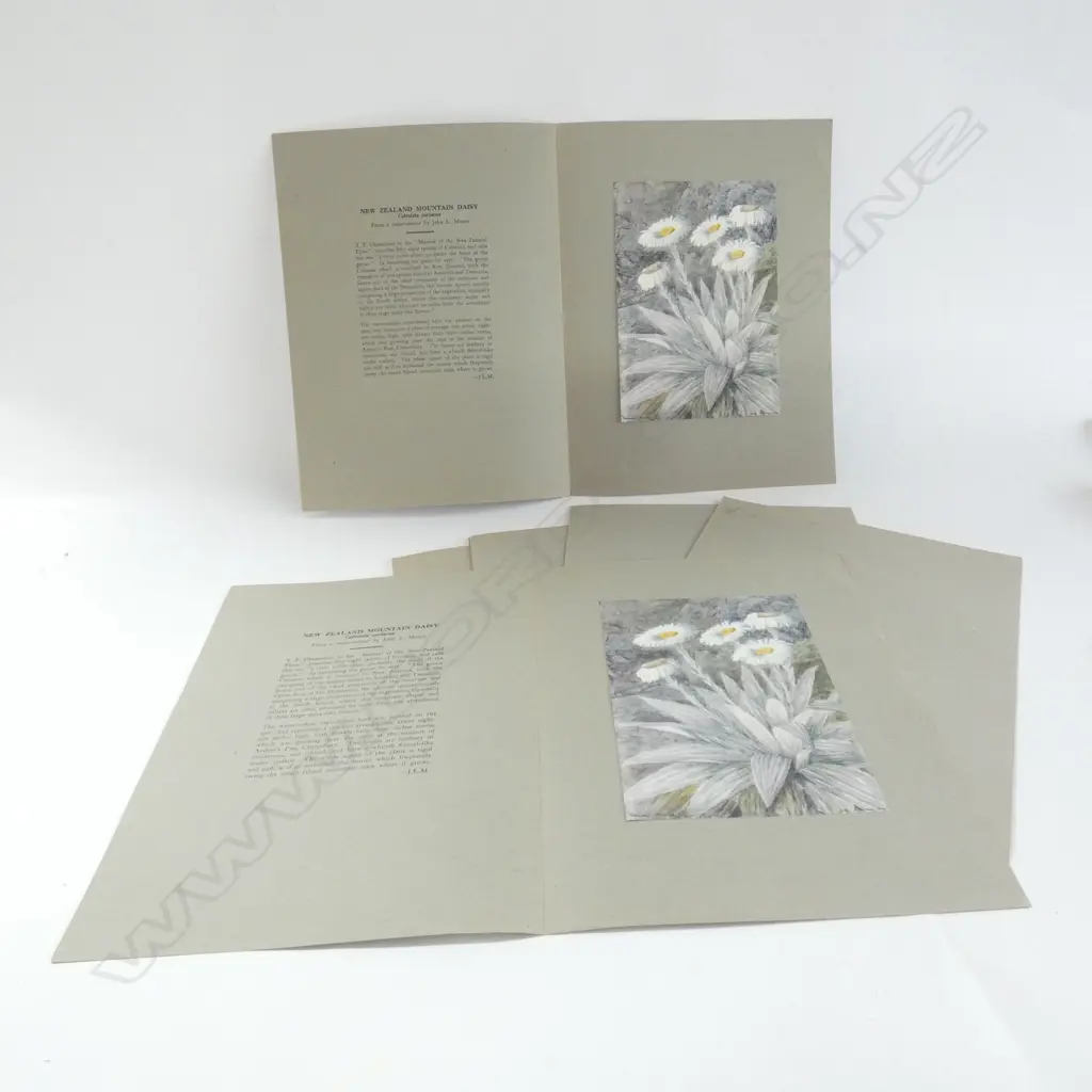 7x JOHN L MOORE NZ 'MOUNTAIN DAISY' PRINTS IN FOLDERS... Image 1++